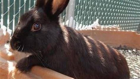 The sacramento spca hosted an adoption event on saturday, dec. SPCA pet of the week: Licorice | The Sacramento Bee