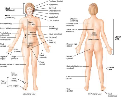 The human body, parts of human body, definition and examples. September | 2015 | Anatomy & Physiology