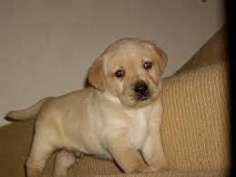 Should you feed a puppy supplements? Kci Registered Labrador Retriever Puppies For Sale Through ...