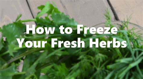 That's why i want to teach you how to dry or freeze your fresh. How to Freeze Your Fresh Herbs Video | American Heart ...