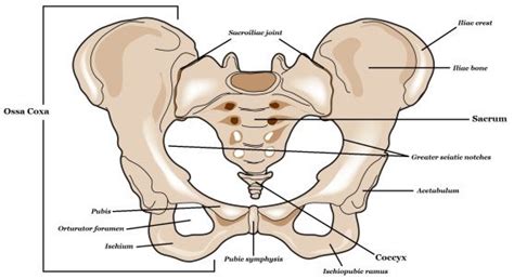 The addition of the sacrospinous ligament above and the sacrotuberous ligament below converts the notch into the lesser sciatic foramen. Image result for ischiopubic ramus | Human skeleton ...