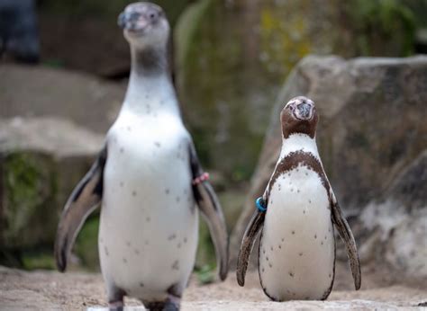 En el reino animal, el concepto homosexualidad se refiere a cualquier comportamiento sexual entre organismos del. La homosexualidad en el reino animal - Mascotas - ABC Color