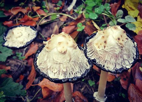 Russula siyahı her yerde bulunur. Gerede yaylası-Mantar | Mantar