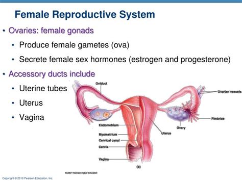 The main external parts of the female reproductive system. PPT - Female Reproductive System PowerPoint Presentation ...