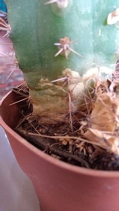 Echinopsis pachanoi, also known as san pedro cactus, is a cactus native to the andes of peru, bolivia, and ecuador. Sick San Pedro - fungus? - CactiGuide.com