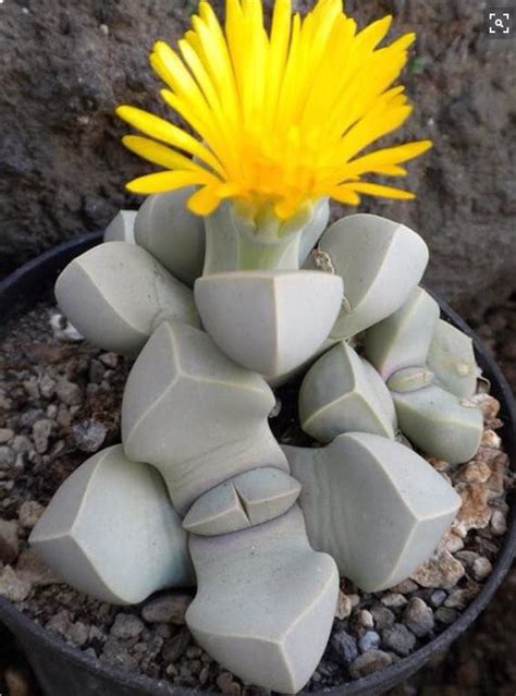 Plant your cactus in an unglazed clay pot if possible because it will allow water to more easily evaporate. succulent that looks like it's from another planet ...