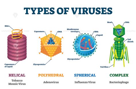 List of different types of computer viruses with their definition: Types of viruses vector illustration labeled drawings in ...