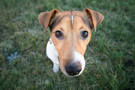 First of all, animals are usually devoted to their owners and love them. Cute Mammal Dog Canine Animal - Key To Study