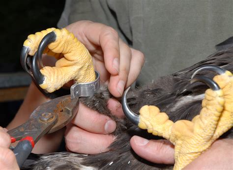 The job was rewarding and the people were generally great. DGIF_NBG Eagle Banding 5-5-10#00000 | Virginia Department ...