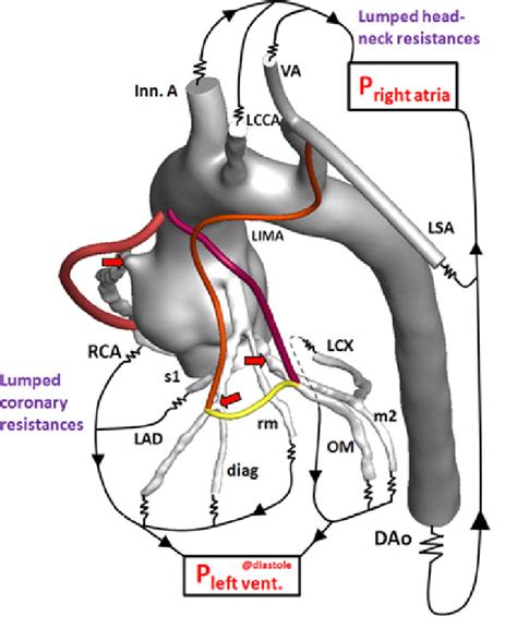 The coronary arteries are the arteries of the coronary circulation, which transports blood into and coronary arteries can also be categorized as epicardial (above the epicardium) and microvascular. Patient-specific 3D aorta-coronary artery model ...