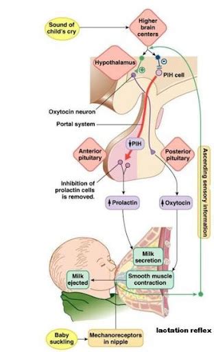 Reseptor → ujung distal dendrit jalur aferen → melintas di sepanjang neuron sensorik sampai otak/ medula spinalis bagian pusat → sisi. Asti Ramona Jingga: MAKALAH ANATOMI PAYUDARA DAN FISIOLOGI LAKTASI