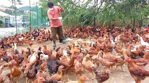 Cara mudah untuk memulakan ternakan ayam secara organik dengan kos yang rendah. Ayam Kampung - Nuralis Agro Sdn. Bhd. (Sihat dan ...