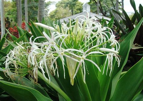 Bunga bakung atau yang juga dikena dengan sebutan bunga lili (lily) ini memiliki nama latin crynum asiaticum l.. Bakung - Deskripsi, Klasifikasi, Kandungan dan Manfaat