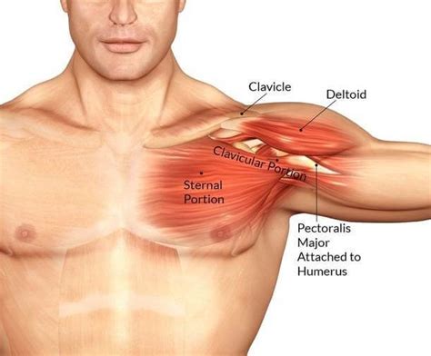 Anatomy of male muscular system, exercise and muscle guide. The 5 Best Bodyweight Chest Exercices to Build A Muscular ...