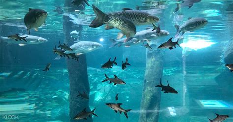 Temukan keindahan semua yang ada di dasar bawah air biru lautan malaysia dengan sebuah kunjungan ke underwater world langkawi, salah satu akuarium terbesar di malaysia! Tiket Masuk ke Langkawi Underwater World