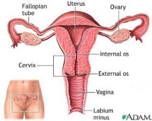 An anatomically female's internal reproductive organs are the vagina, uterus, fallopian tubes, cervix, and ovary. Female Anatomy Review Part II: The Internal Workings ...