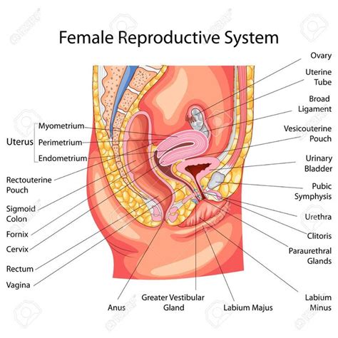 Unlabeled skeleton print bones head. Image Of Female Reproductive System Diagram . Image Of ...