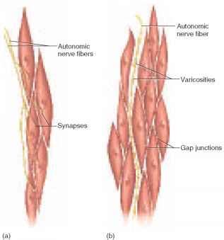 This is different from as you look at this diagram of a smooth muscle fiber, you'll notice the single nucleus in the center. Types of Smooth Muscle - Physiology - AmeriCorps Health Blog