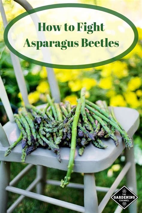 Check spelling or type a new query. 8 Ways to Get Rid of Asparagus Beetles (With images ...