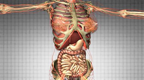 2,000+ vectors, stock photos & psd files. Human Anatomy Picture Organs | Human body organs