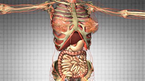 Your body is a complex living machine with many intricate parts. Human Anatomy Picture Organs | Human body organs