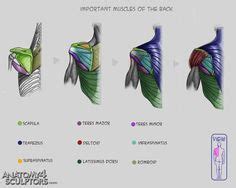 Here the extrinsic back muscles are classified into logical subgroups to facilitate knowledge. 30+ Melhores Ideias de The Back Anatomy | corpo humano, referência anatomia, anatomia masculina