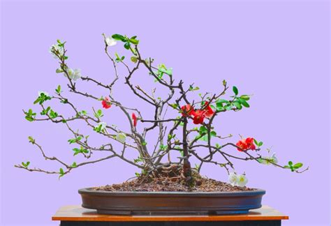 Toyo Nishiki Flowering Quince