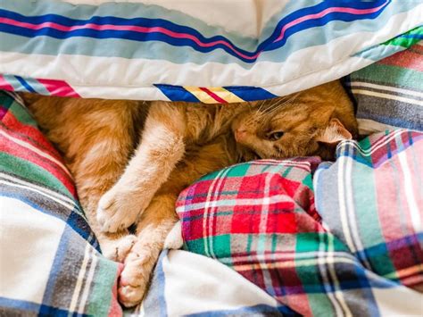 Katzen sind sehr charakterstarke tiere. Haustier im Bett: Wenn der Hund nicht ins Körbchen will ...
