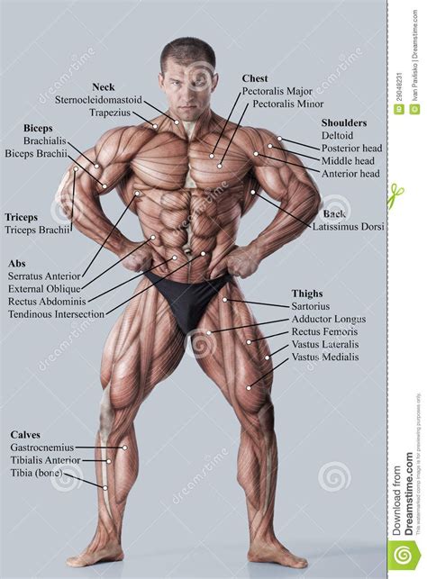 Human muscular vector art, front view, back view. Anatomy of male muscular system | Referência anatomia ...