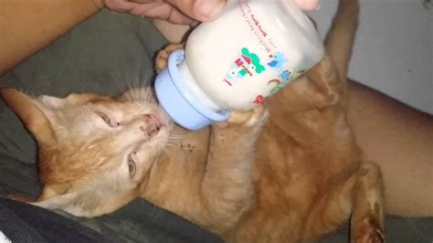 Makanya sahabat kucingmu.com wajib tahu 8 penyebab kucing muntah. Kucing minum susu pakai botol bayi - YouTube