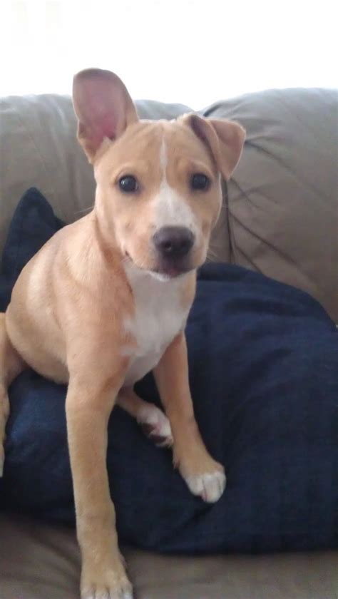 Does my dog have cancer? My puppy has a lazy ear, and now I don't know which one to ...