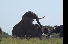 elephant sex mating season