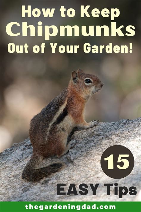 Like mice, chipmunks can squeeze into very tight spaces. How to Keep Chipmunks Out Of Your Garden - The Gardening ...