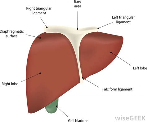 Gall bladder, peritoneum anfd quadrate lobe of liver posterior: Duodenum Location In Relation To Ribcage - Natomy And ...