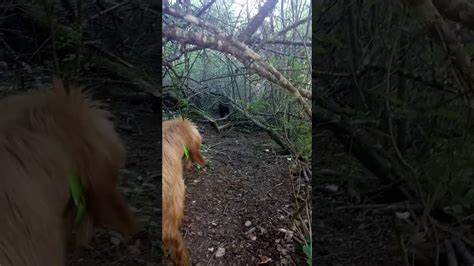 Griffon fauve de bretagne mix. Ferme sur sangliers Griffon fauve de Bretagne - YouTube