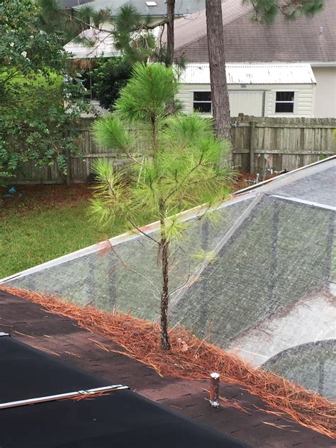 But now we know how important it is to have them cleaned regularly, how often is regularly? Tree growing out of gutters on a roof my buddy went to fix ...