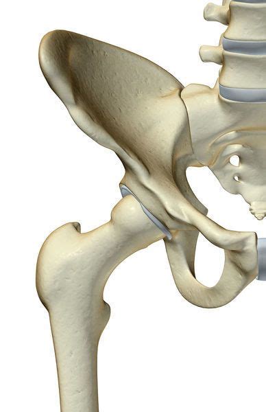 Fluid part of blood that is about 90% water. Print of anatomy, bone, bone structure, bone structure of the hip, bones, bones of the hip in ...