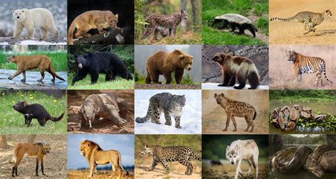 See more ideas about predator, animals, animal facts. Click the Apex Predators Quiz