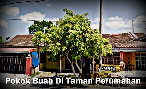 Meskipun rumahmu berupa rumah sederhana yang tidak luas, ada baiknya kamu membuat taman kecil yang serba asri dan dipenuhi dengan ada beberapa jenis pohon palem yang sangat cocok untuk ditanam di halaman rumah. Tanam Pokok Buah-Buahan Di Taman Perumahan - BinMuhammad