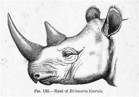 How to draw a profile of a human head? Rhinoceros » Boston Playwrights' Theatre | Blog Archive ...