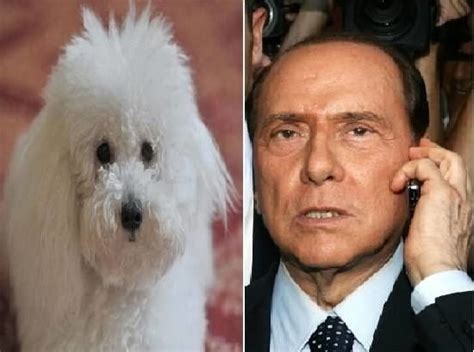 Stanno trovando molto spazio sui media le parole del generale francesco paolo figliuolo a domenica in. Dudù preso dagli accalappiacani, Berlusconi telefona al ...