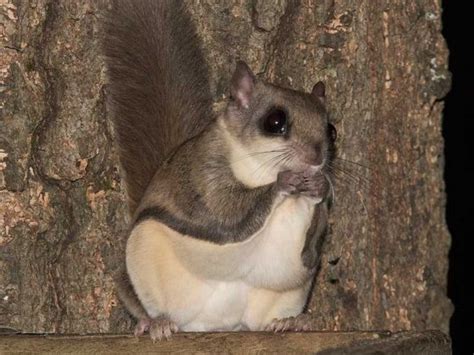 Ground squirrels are small striped mammals native to wooded and open rocky areas. Forget Game of Thrones; most watched in camp: flying squirrels | U-M LSA University of Michigan ...