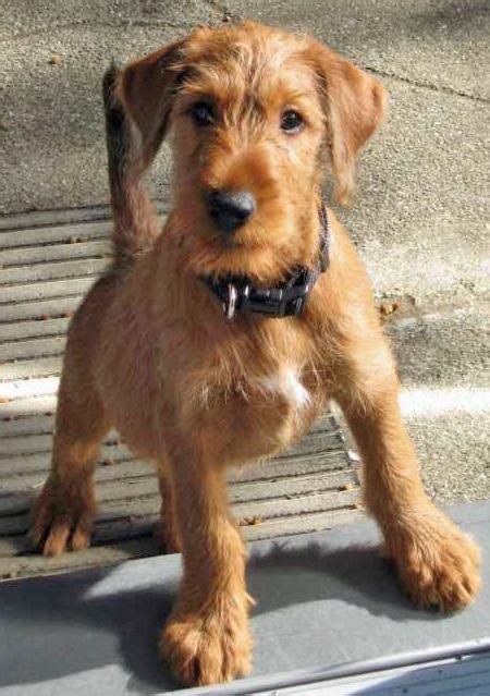 The irish terrier is a bold, scrappy little dog. Irish Terrier Info, Temperament, Puppies, Pictures