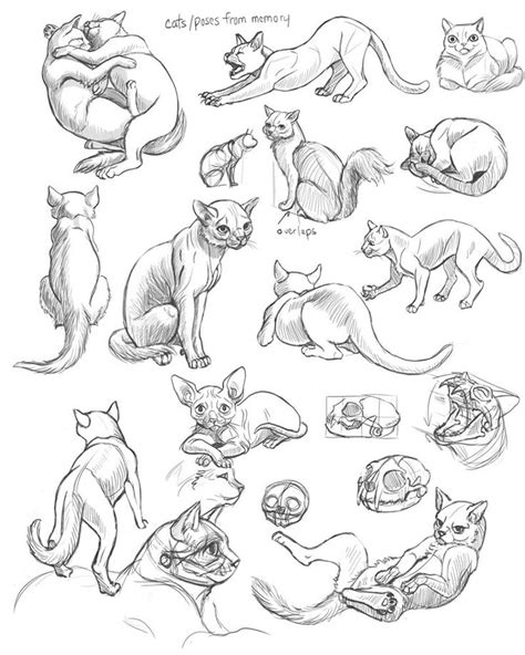 This board, created by kristeen mullay, is a collection of animal pose references. Pin by Katie Tenney on ArtTips/Tuts/Refs (With images ...