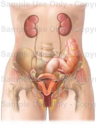 Maybe you would like to learn more about one of these? Abdominal Anatomy Chart Female : Anatomy Of The Female ...