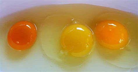 When we get told what's that got to do with anything, the price of eggs in china, the sun and the moon and the stars, etc? the speaker is saying (or telling us) that whatever we said beforehand was irrelevant or has no bearing to the discussio. Egg Yolk Color Tells You A Lot About The Chicken That Laid ...