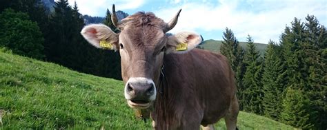 Herzlich willkommen im haus christine! Pension Bergheimat in Fischen Allgäu - Michael und ...