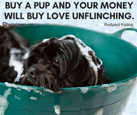 Dog love is unconditional quotes n sayings. Pin on Pinterest's Best Quotes
