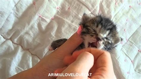 Maybe you've signed up to foster orphans for your local shelter, or you've found a baby outside and the mother has not returned for her. AriMiuLoveLoveCat #episode3 Bottle feeding baby kittens ...