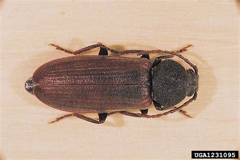 Sie haben braune käfer im haus? Asemum striatum – Wikipedia